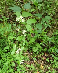 Clematis virginiana