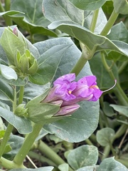 Mirabilis multiflora