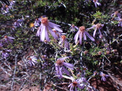 Felicia filifolia