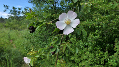 Rosa pouzinii