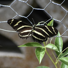 Heliconius charithonia
