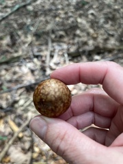 Amphibolips quercusjuglans
