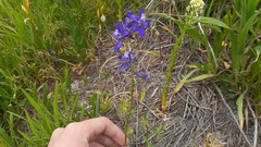 Delphinium bicolor
