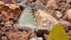 Ascia monuste monuste