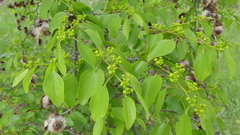 Paliurus spina-christi