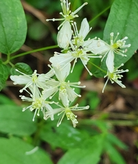 Clematis virginiana