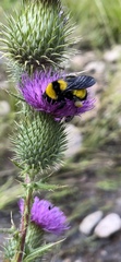 Bombus sonorus
