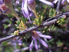 Felicia filifolia