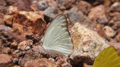 Ascia monuste monuste