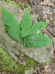 Castanea