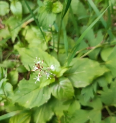 Circaea × intermedia