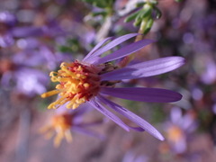 Felicia filifolia