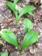 Clintonia