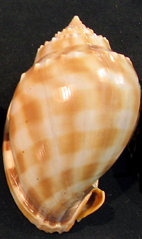 Banded Bonnet Snail