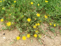Malephora lutea