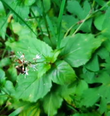 Circaea × intermedia