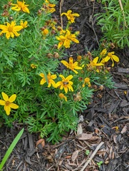 Anthophila