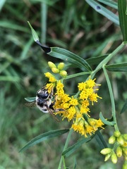 Megachile mendica