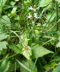 Circaea × intermedia