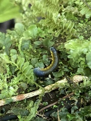Symphyta