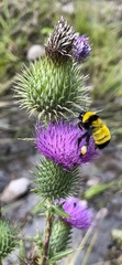Bombus sonorus