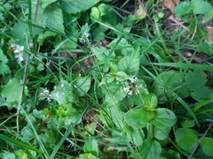 Circaea × intermedia