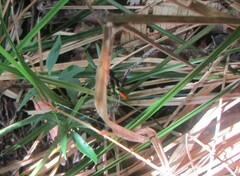 Micrathena schreibersi