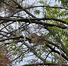 Sciurus carolinensis
