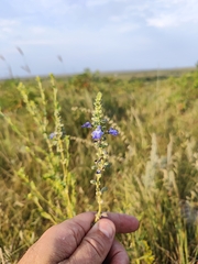 Salvia azurea