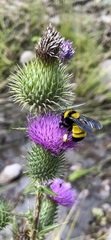 Bombus sonorus