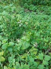 Circaea × intermedia