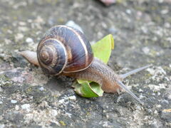 Helix lucorum