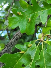 Aceria querci