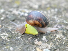 Helix lucorum