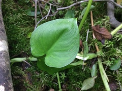 Calla palustris