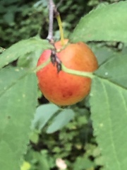 Prunus americana