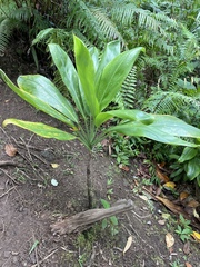 Cordyline fruticosa