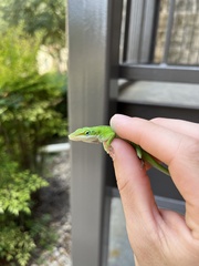 Anolis carolinensis