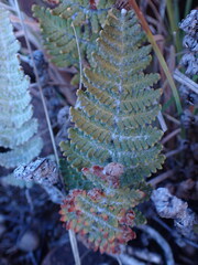 Cheilanthes eckloniana