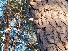 Sitta europaea