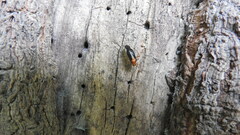 Ganocapsus filiformis