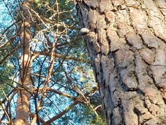 Sitta europaea