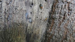 Pseudomyrmex gracilis