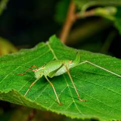 Leptophyes punctatissima