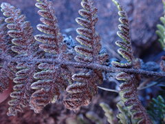 Cheilanthes eckloniana