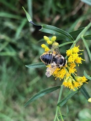 Megachile mendica