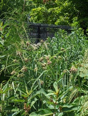 Cyperus virens