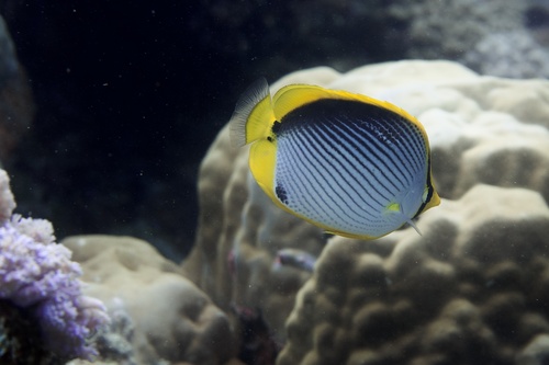 Blackback butterflyfish (Chaetodon melannotus) — Chaetodontidae — 2