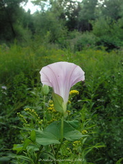 Calystegia sepium spectabilis
