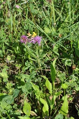 Centaurea jacea